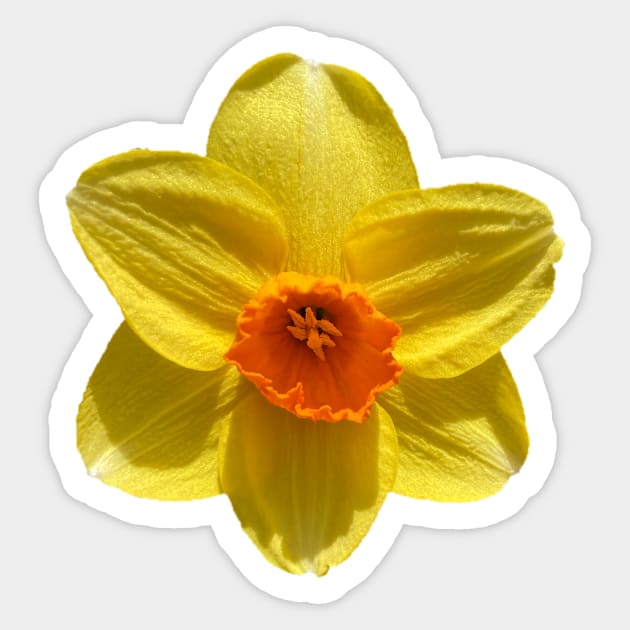 Daffodil Sticker by Amanda1775